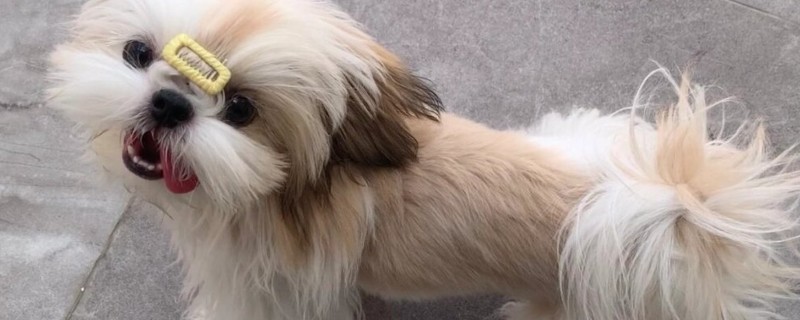 西施犬一般能活多少年，健康的西施犬会活12-14年