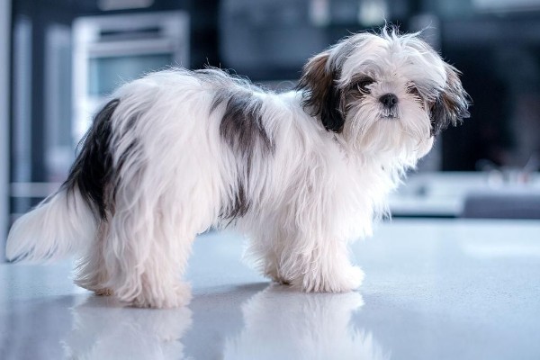 西施犬一般能活多少年，健康的西施犬会活12-14年