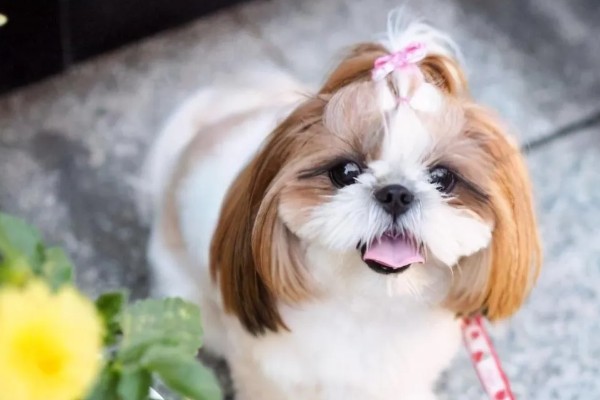 西施犬一般能活多少年，健康的西施犬会活12-14年