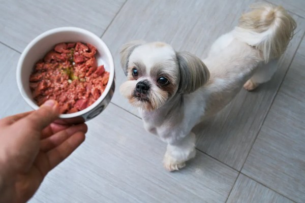 西施犬一般能活多少年，健康的西施犬会活12-14年
