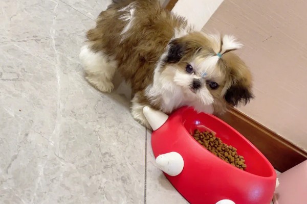 西施犬一般能活多少年，健康的西施犬会活12-14年