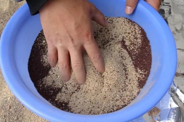 金银花怎么播种，浸种催芽后再撒播