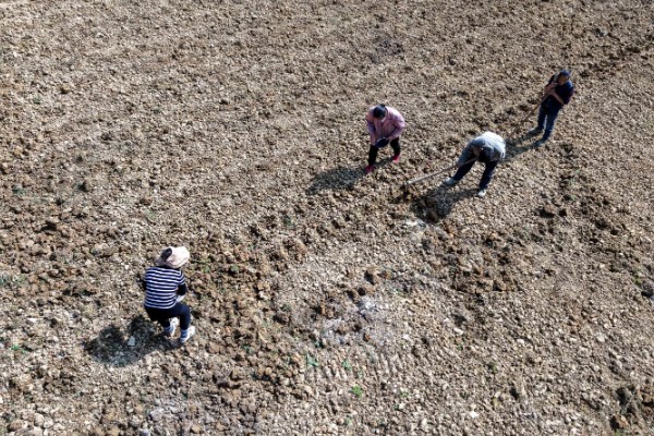 金银花怎么播种，浸种催芽后再撒播