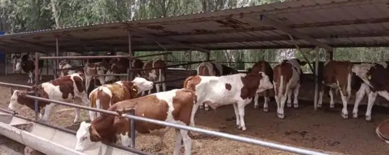 怎样建设养牛大棚，建议选在地势高的地方建设