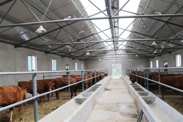 怎样建设养牛大棚，建议选在地势高的地方建设