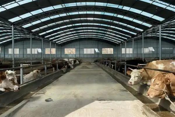 怎样建设养牛大棚，建议选在地势高的地方建设