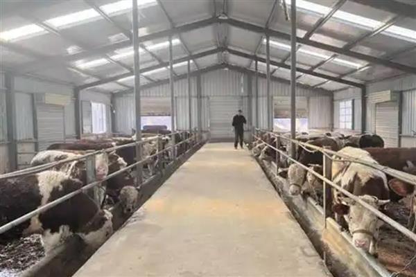 怎样建设养牛大棚，建议选在地势高的地方建设