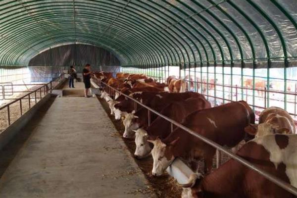 怎样建设养牛大棚，建议选在地势高的地方建设