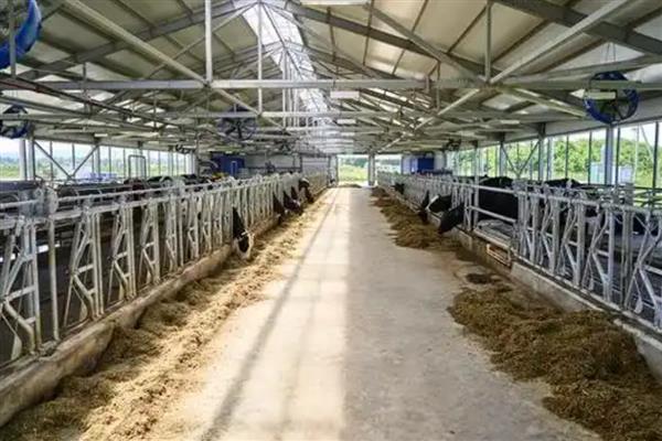 怎样建设养牛大棚，建议选在地势高的地方建设