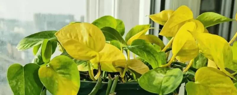 绿萝太挤了如何分盆，花盆选择陶盆或瓦盆