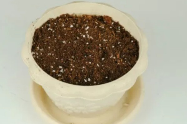 绿萝太挤了如何分盆，花盆选择陶盆或瓦盆