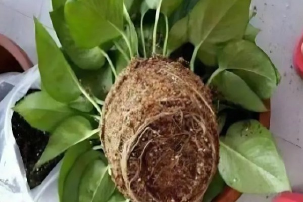 绿萝太挤了如何分盆，花盆选择陶盆或瓦盆