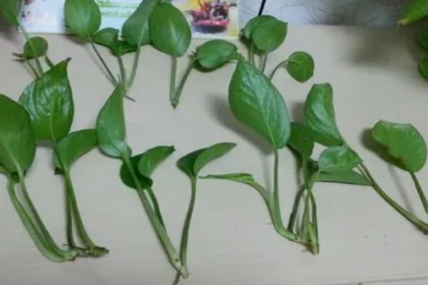 绿萝太挤了如何分盆，花盆选择陶盆或瓦盆