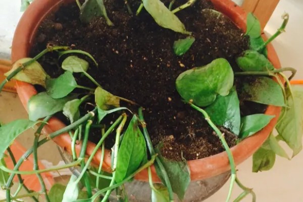 绿萝太挤了如何分盆，花盆选择陶盆或瓦盆