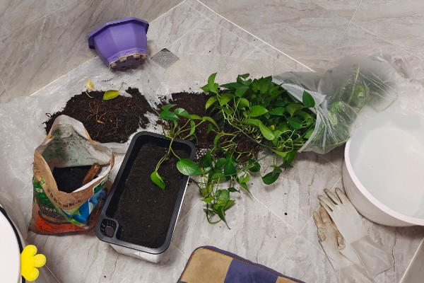 绿萝太挤了如何分盆，花盆选择陶盆或瓦盆