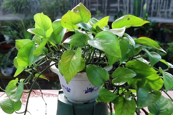 绿萝太挤了如何分盆，花盆选择陶盆或瓦盆