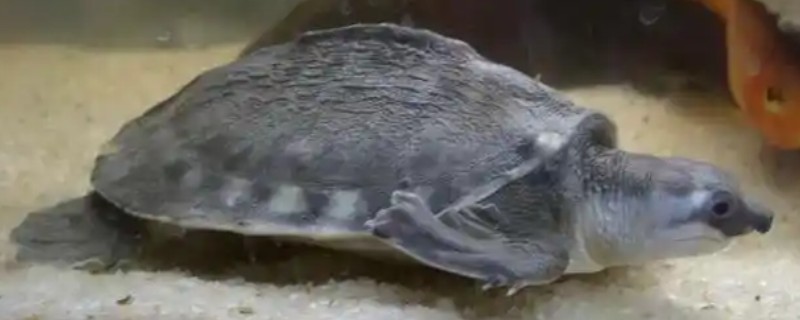 猪鼻龟是不是淡水龟，主要栖息在淡水水域中