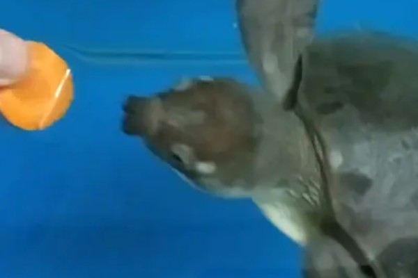 猪鼻龟是不是淡水龟，主要栖息在淡水水域中