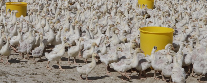 鹅拉白色稀粪怎么治，一定要加强各个阶段的饲养管理