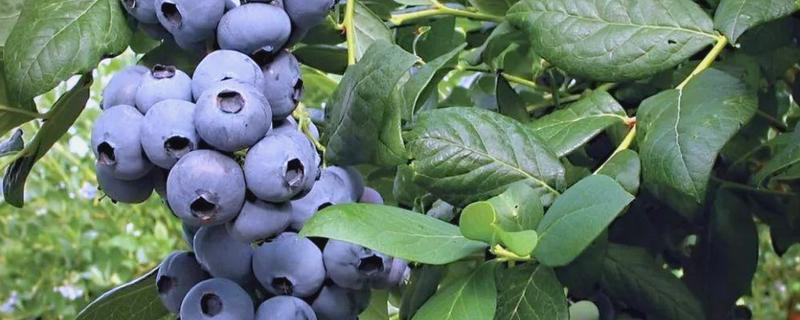 顶级蓝莓的品种,有北蓝、蓝丰等
