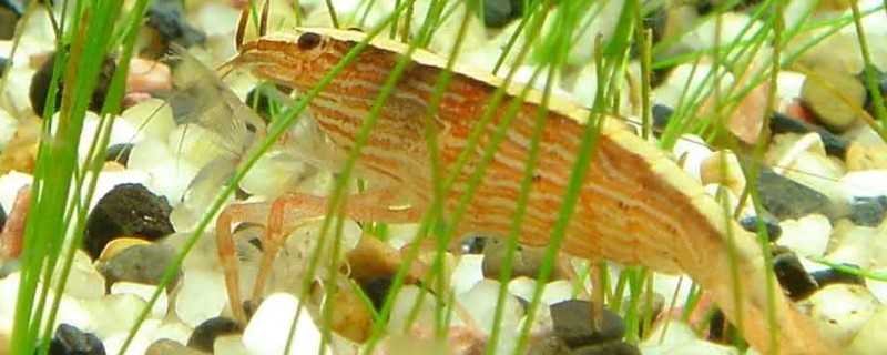 网球虾好不好养，是一种比较好养的虾