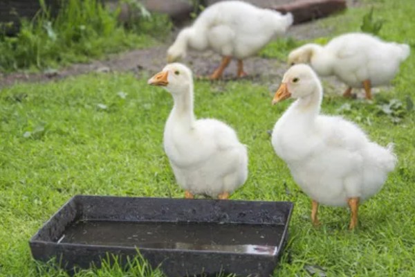 鹅拉白色稀粪怎么治，一定要加强各个阶段的饲养管理