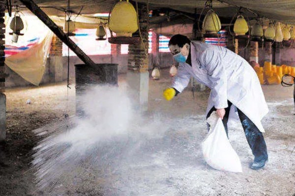 鹅拉白色稀粪怎么治，一定要加强各个阶段的饲养管理