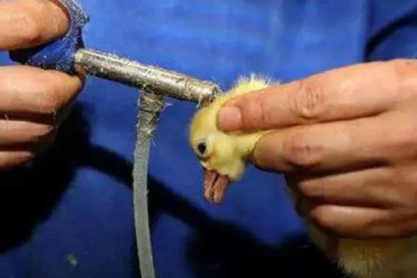 鹅拉白色稀粪怎么治，一定要加强各个阶段的饲养管理