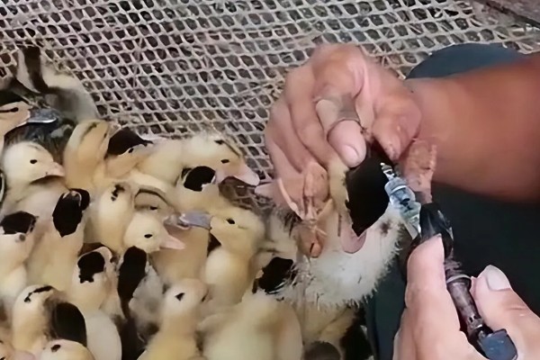 鹅拉白色稀粪怎么治，一定要加强各个阶段的饲养管理