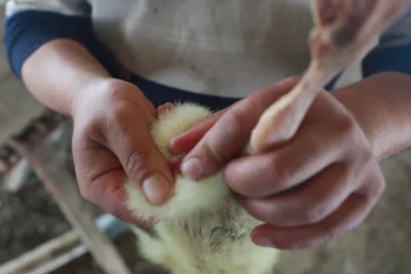 鹅拉白色稀粪怎么治，一定要加强各个阶段的饲养管理