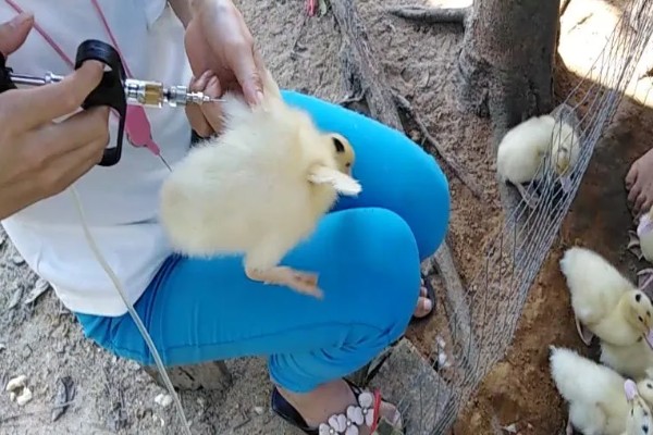 鹅拉白色稀粪怎么治，一定要加强各个阶段的饲养管理