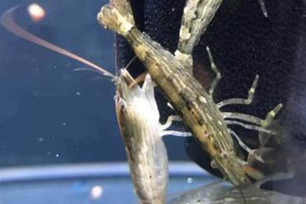 网球虾好不好养，是一种比较好养的虾