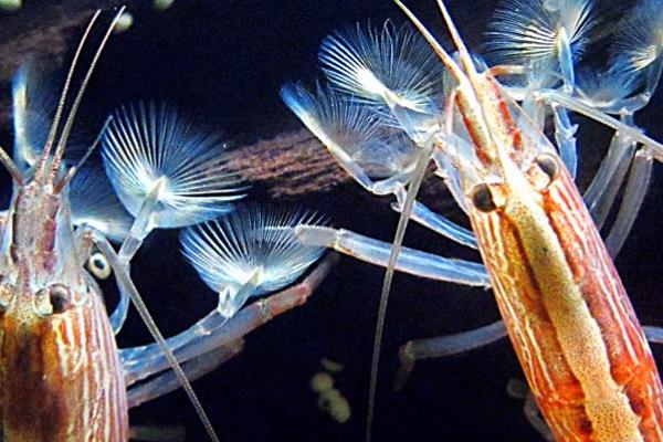 网球虾好不好养，是一种比较好养的虾