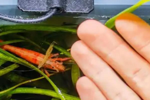 网球虾好不好养，是一种比较好养的虾