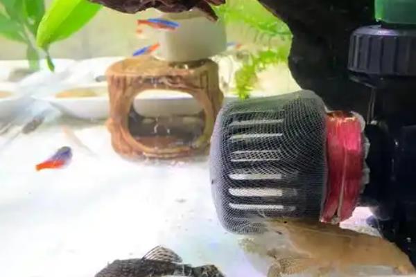 网球虾好不好养，是一种比较好养的虾