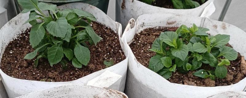 怎么养大丽花，喜欢在半阴环境中生长