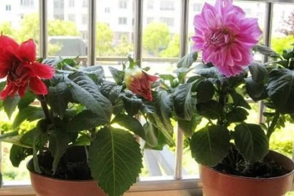 怎么养大丽花，喜欢在半阴环境中生长