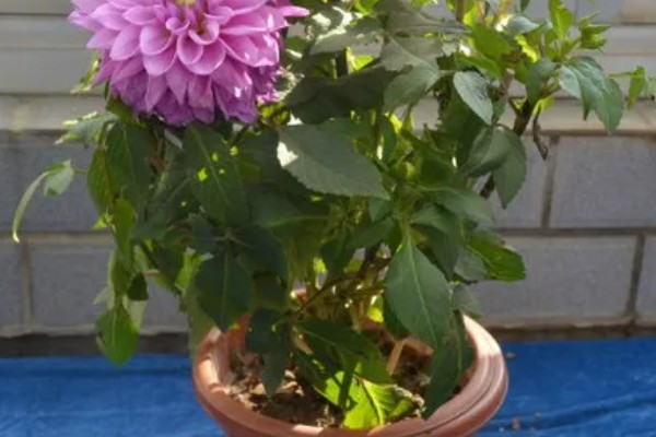 怎么养大丽花，喜欢在半阴环境中生长