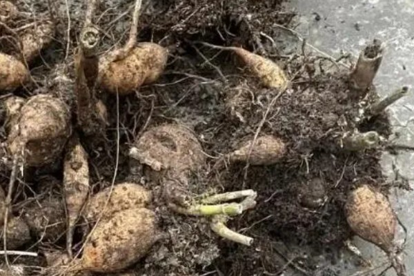 怎么养大丽花，喜欢在半阴环境中生长