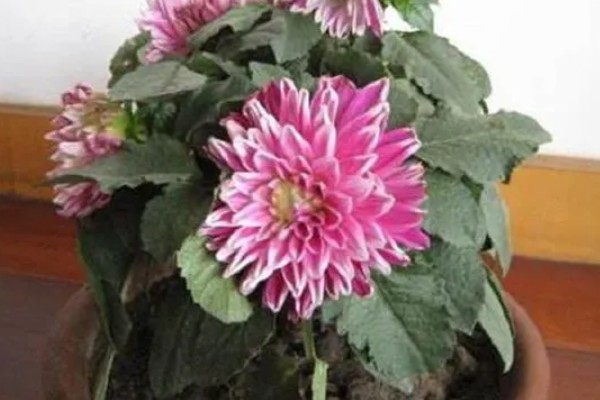 怎么养大丽花，喜欢在半阴环境中生长