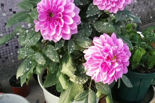 怎么养大丽花，喜欢在半阴环境中生长