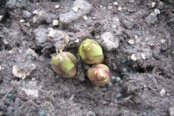 怎么养大丽花，喜欢在半阴环境中生长