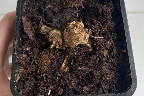 怎么养大丽花，喜欢在半阴环境中生长