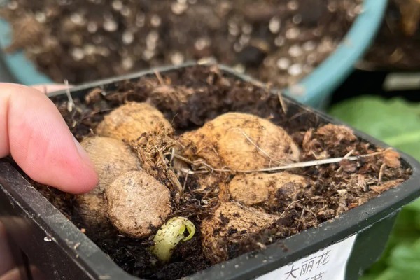 怎么养大丽花，喜欢在半阴环境中生长