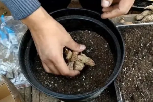 怎么养大丽花，喜欢在半阴环境中生长