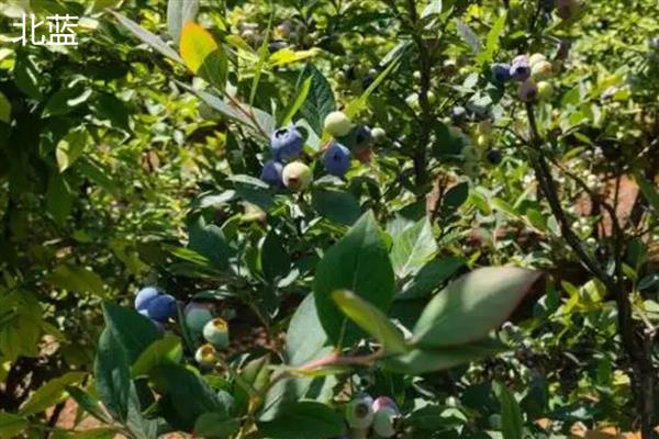 顶级蓝莓的品种,有北蓝、蓝丰等
