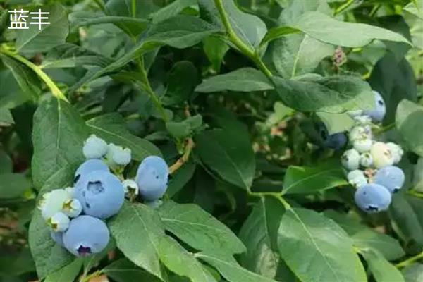 顶级蓝莓的品种,有北蓝、蓝丰等