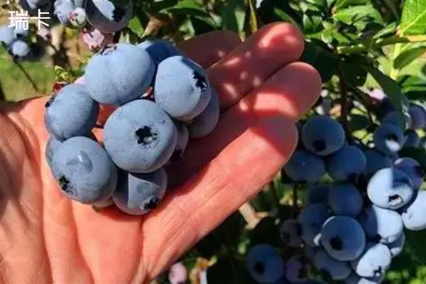 顶级蓝莓的品种,有北蓝、蓝丰等