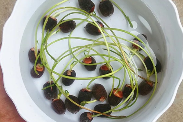 四季碗莲的种植方法,选择陶瓷盆或者泥瓦盆种植