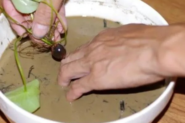 四季碗莲的种植方法,选择陶瓷盆或者泥瓦盆种植